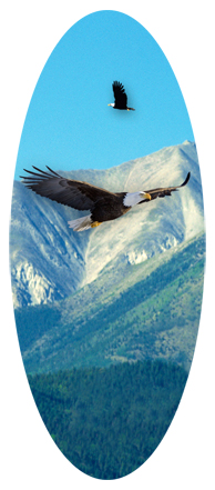 Soaring Eagle Im Free